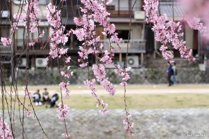 2016年－桜