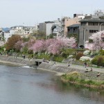 京都－鴨川・白川南通・円山公園周辺の桜