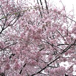8分咲きの桜出会えた