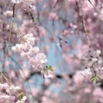 4月2日･･･鴨川沿いの桜