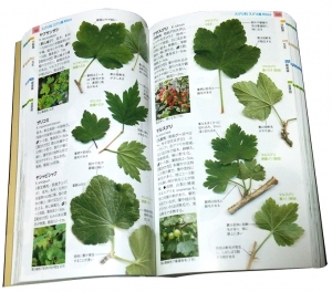 樹木の葉 実物スキャンで見分ける1100種類 (山溪ハンディ図鑑)