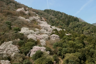 京都嵐山の桜