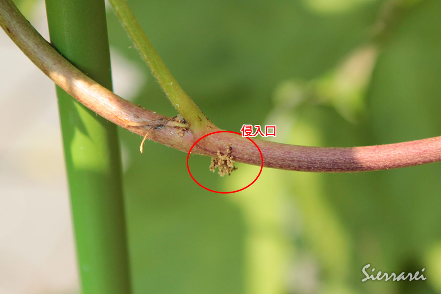 ボイセンベリーの茎が虫にやられてる Sierrarei Blog