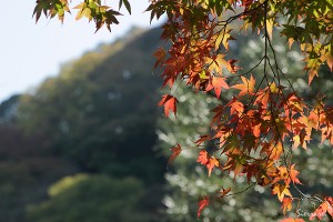 京都嵐山－紅葉
