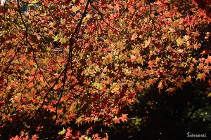 京都嵐山－紅葉