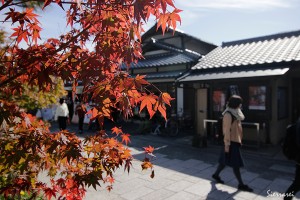京都嵐山－もみじ