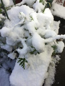 2017年1月15日雪