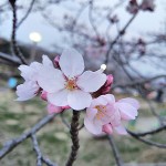 ソメイヨシノの桜ももうすぐ