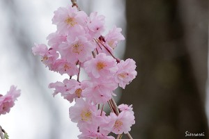 2016年－桜