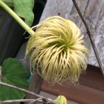 初めて見たとき、金髪ウィッグが沢山なっている植物があると思ってびっくりしたよ。・・・クレマチス