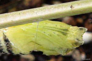 キアゲハの蛹の糸