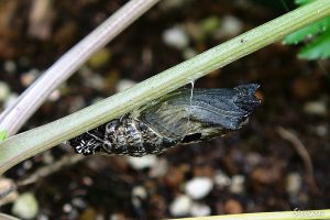 キアゲハの蛹