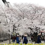 4月6日：京都河原町、鴨川沿いの桜の様子