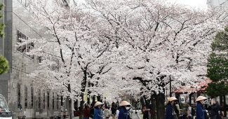 2017年京都白川の桜