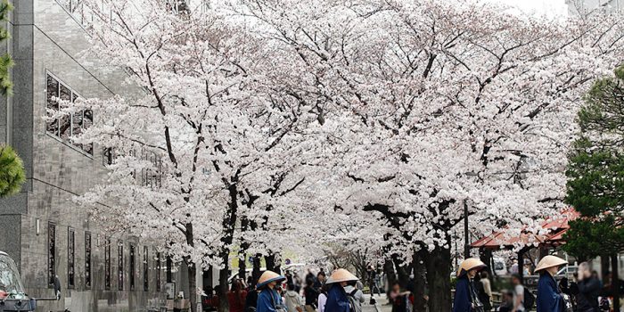 2017年京都白川の桜