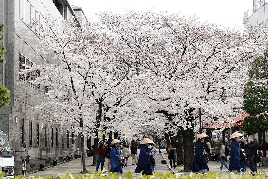 2017年京都白川の桜