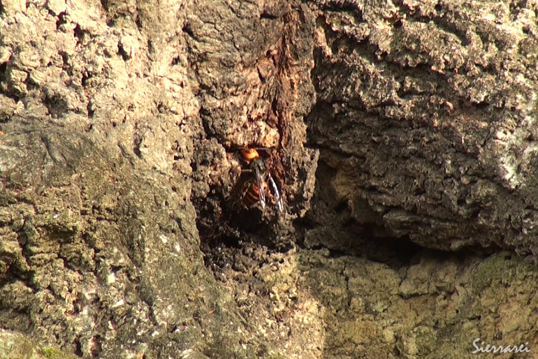 オオスズメバチ