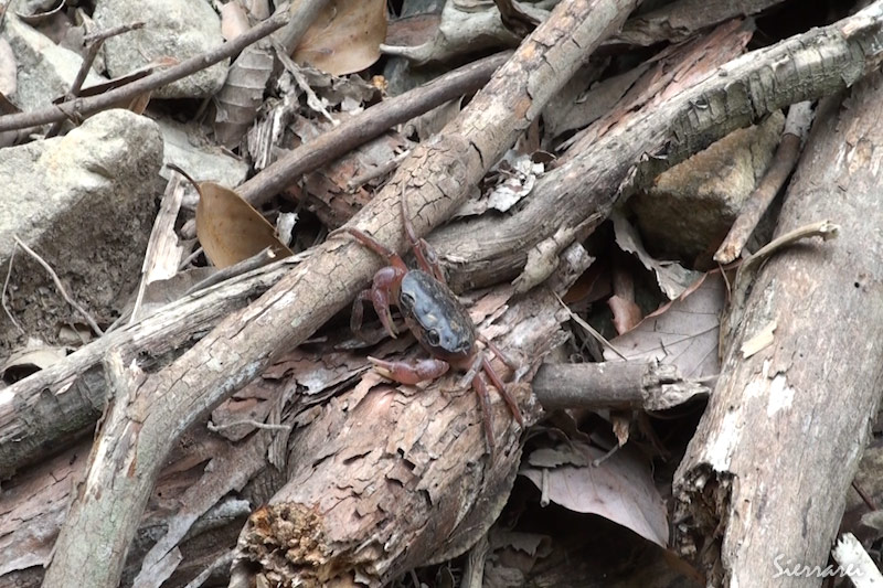 山にいたサワガニ