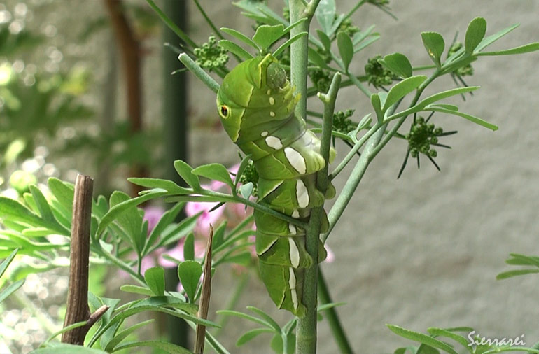 ナミアゲハの幼虫
