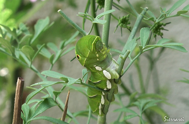 ナミアゲハの幼虫