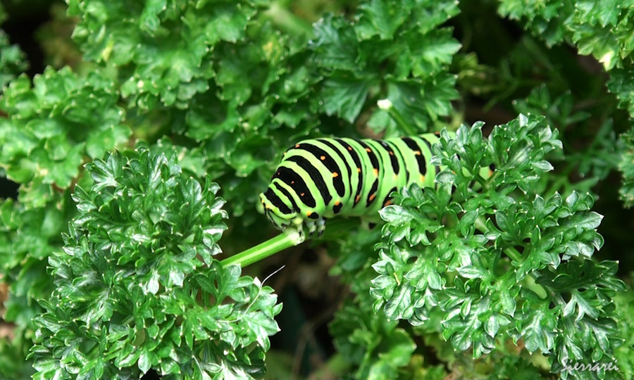 パラマウントパセリを食べるキアゲハの幼虫
