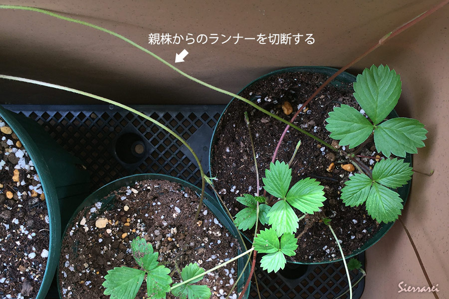 ワイルドストロベリーのランナー切り離し