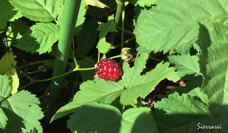 ボイセンベリーの収穫時期がやってきた