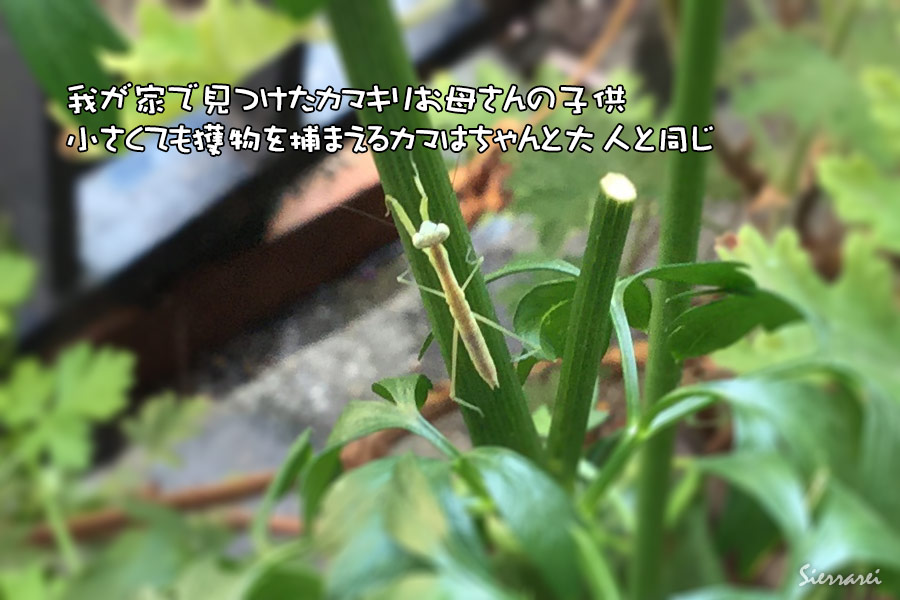 カマキリ（螳螂）の子供