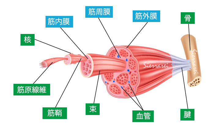 筋膜構造